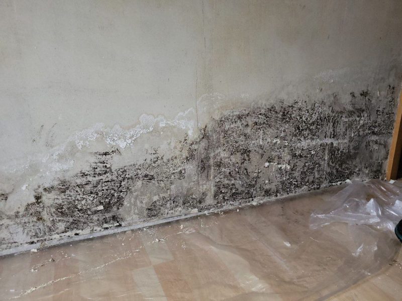 Schimmel-1 Schimmelentfernung Schimmel entfernen mit Laser - mobiler Laser vorher